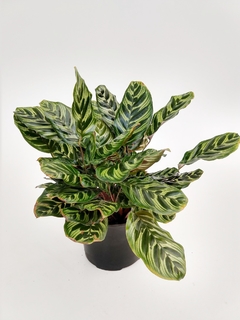 Calathea Makoyana M17