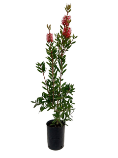 Callistemon imperialis (Arbusto) E04 - 000148