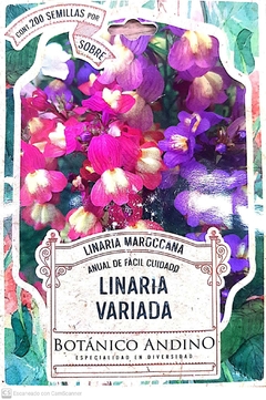 Linaria Variada