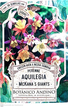 Aquilegia. McKana´s Giants