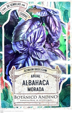 Albahaca Morada