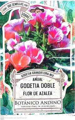 Godetia Doble. Flor de Azalea