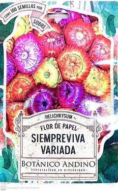 Flor de Papel. Siempreviva Variada