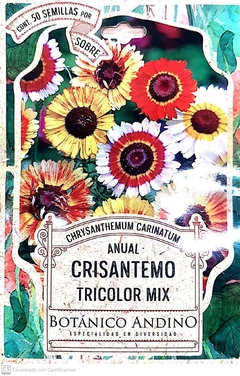 Crisantemo. Tricolor Mix