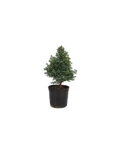 Chamaecyparis pisifera Boulevard E04 - 000916