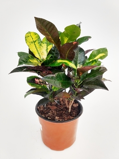 Codiaeum "Mrs Iceton" (Monaliza) M12