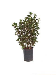 Coprosma baueri atropurpurea E04 - 012152