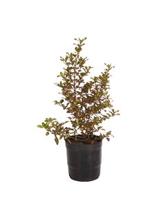 Coprosma Rainbow Surprise E03 - 022671