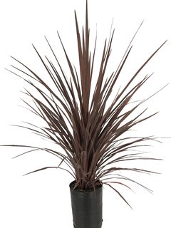 Cordyline australis "Atropurpurea" E04 (Dracaena rubra) - 004819