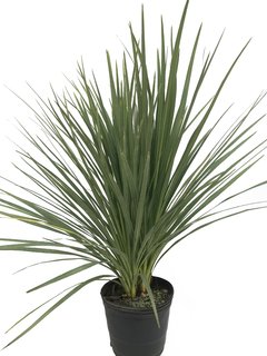 Cordyline australis E04 (Dracaena) - 4818