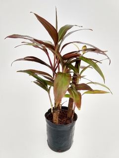 Cordyline Fruticosa Dracaena rubra E03