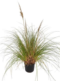 Cortadeira selloane E10 ( Pampa grass) - 000428