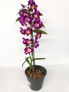 Orquidea Dendrobium Dendrobium especial