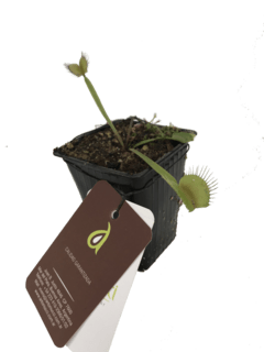 Dionaea muscipula ( Diana atrapa moscas - Venus ) insectivora -015264