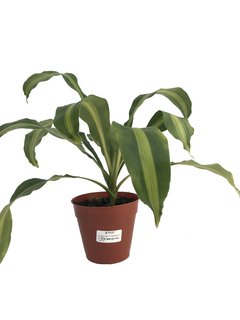 Dracaena fragans Massangeana M15