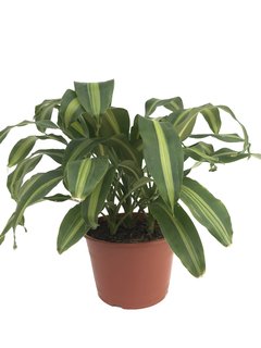 Dracaena fragans Massangeana M15 - 3616