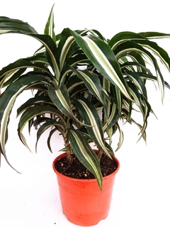 Dracaena Warneckei SP Malaika M15