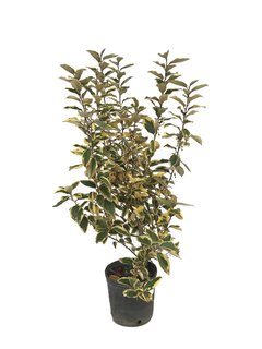 Elaeagnus x ebbingei "Gilt Edge" E04 - 50223