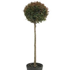 Eugenia myrtifolia (Topiario) E10 Arbolito - 5650
