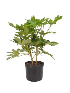 Fatsia japonica E04 (Aralia sieboldii) - 000271