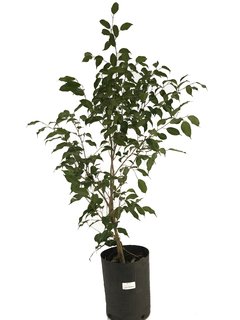 FICUS BENJAMINA SP E07