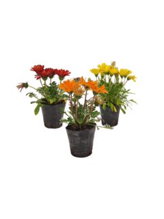 Gazania hybrida 'Grandiflora' M12 - 002926