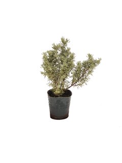 Helichrysum italicum M12 (Curry) - 000015