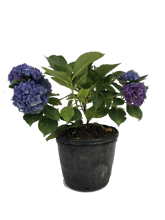 Hydrangea macrophylla Early Blue E07 (Hortensia Azul) - 024802