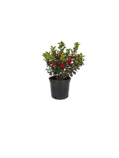 Ilex x meservae "Blue Princess" E03 - Muérdago - 050238