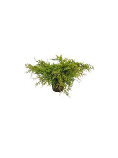 Juniperus chinensis "Pfitzeriana Old Gold" E04 - 000369