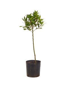 Laurus nobilis E03 (Laurel comestible) - 005543