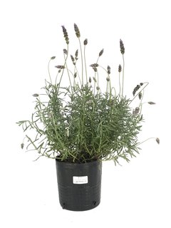 Lavandula dentata E03 (Espliego) - 4825