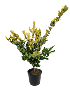 Ligustrum texanum "Aureum" E07 (Olea aurea)