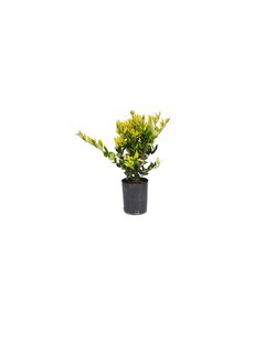 Ligustrum texanum "Aureum" E04 (Olea aurea) - 004095