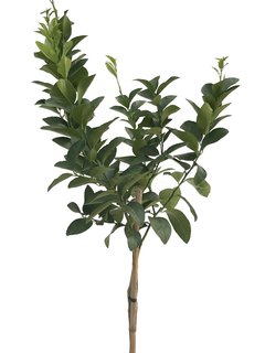 Lima (Citrus aurantifolia) E10 - 4289