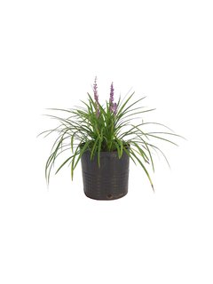 Liriope muscari E03 (Liriope verde) - 001941