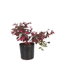 Loropetalum chinense var. Rubrum E03 - 023105