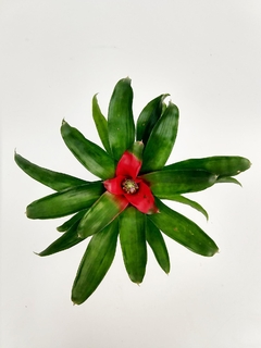 Neoregelia Carolinae M12 - comprar online