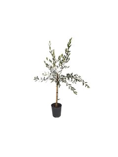 Olivo europeo (Olea europea) E04 Arbustivo - 3373