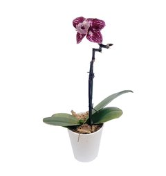 Mini Orquidea Phalaenopsis - 7121