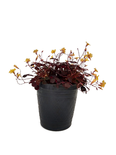 Oxalis corniculata M12 (Trebol rojo)