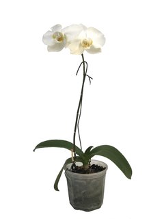 Orquidea Phalaenopsis M13