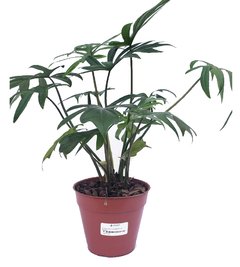 Philodendron elegans "Xanadu" M 14