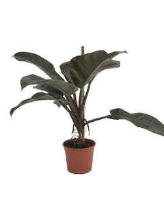 Philodendron "Imperial Red" M17