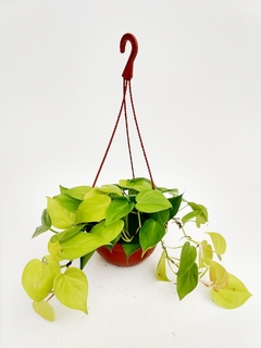 Philodendron Scandens "Lemmon" B18 Q (Cordatum Lemmon)