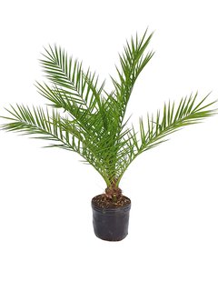 Phoenix canariensis E10 - 000471