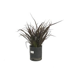 Phormium tenax Jack Spratt E03