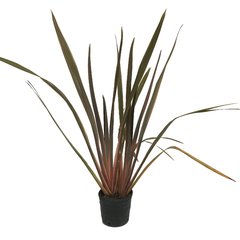 Phormium tenax "Sundowner" E04 - 13993