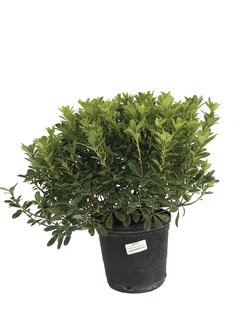 Pittosporum tobira "Wheeleri" E04 - 4304