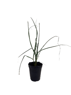 Puerro (Allium porrum) M10